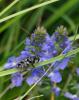 263889 – Photo : Christine Guerry – France (38)